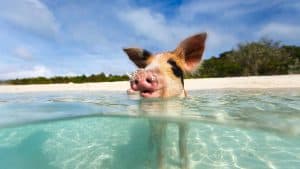 Bahamas temperatur, klima og vær gjennom året