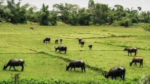 Bangladesh temperatur, klima og vær gjennom året