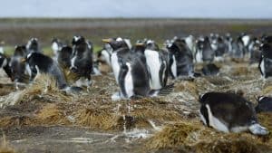 Været og temperatur i Falklandsøyene i mai 2025
