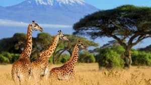 Været og temperatur i Kenya i mai 2021