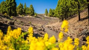 Været og temperatur i La Palma i desember 2025