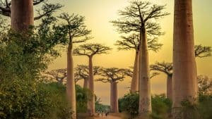 Været og temperatur i Madagaskar i juni 2025
