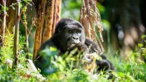 Rwanda temperatur, klima og vær gjennom året