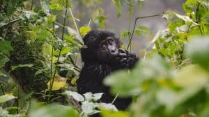 Uganda temperatur, klima og vær gjennom året