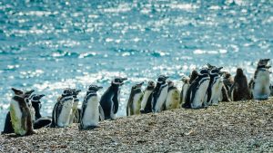 Puerto Madryn temperatur, klima og vær gjennom året