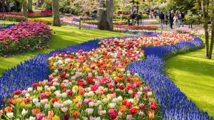 Keukenhof temperatur, klima og vær gjennom året