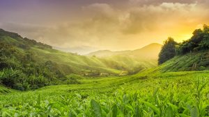 Været og temperatur i Cameron Highlands i mai 2016