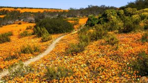 Namaqualand temperatur, klima og vær gjennom året