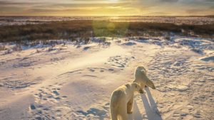 Manitoba temperatur, klima og vær gjennom året