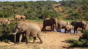 Addo Elephant National Park temperatur, klima og vær gjennom året