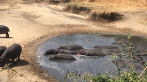 Katavi National Park temperatur, klima og vær gjennom året