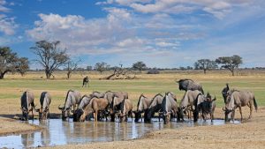 Kgalagadi Transfrontier Park temperatur, klima og vær gjennom året
