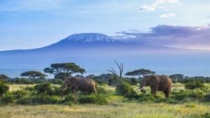 Kilimanjaro National Park temperatur, klima og vær gjennom året