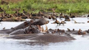 Lake Manyara National Park temperatur, klima og vær gjennom året