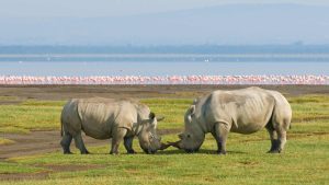 Lake Nakuru National Park temperatur, klima og vær gjennom året