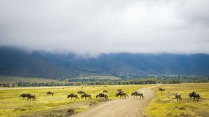 Ngorongoro Conservation Area temperatur, klima og vær gjennom året