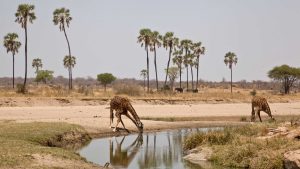 Ruaha National Park temperatur, klima og vær gjennom året