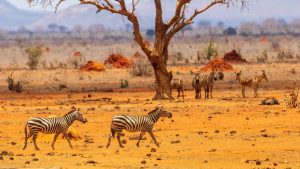 Tsavo East National Park temperatur, klima og vær gjennom året