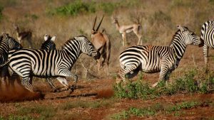 Været og temperatur i Tsavo West National Park i januar 2017