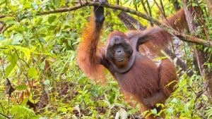 Været og temperatur i Borneo i april 2025